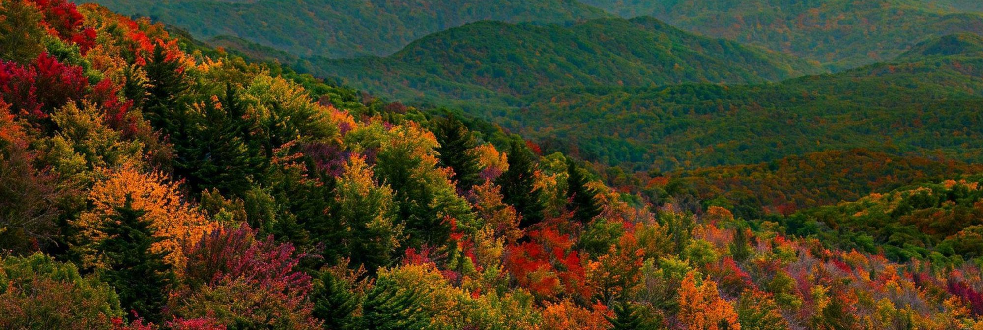 Growing across North Carolina.